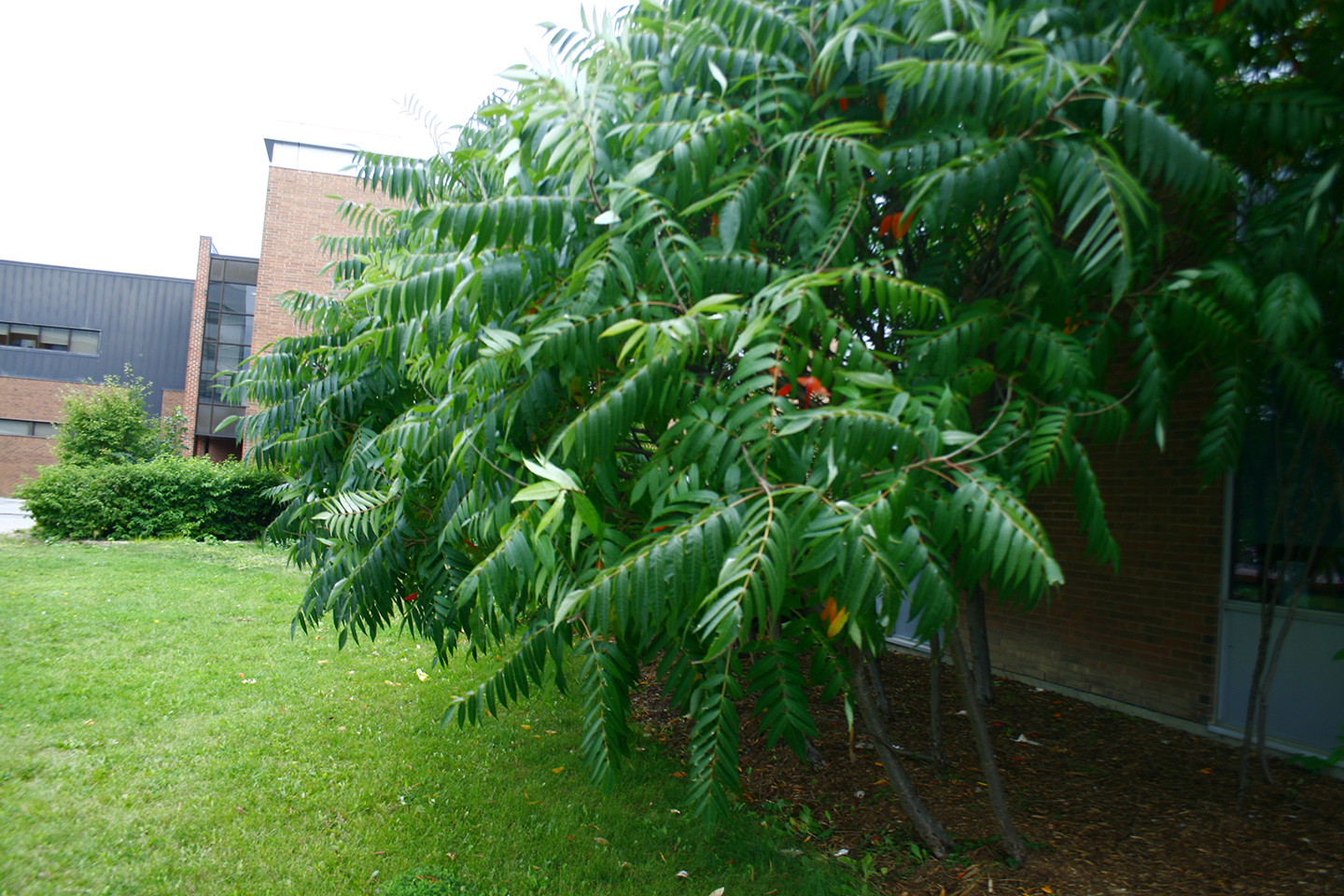 DC Campus with Trees